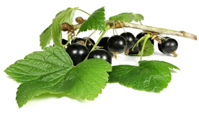 Grappe de cassis noirs et feuilles vertes sur fond blanc. Découvrez les cassis bienfaits pour la santé.
