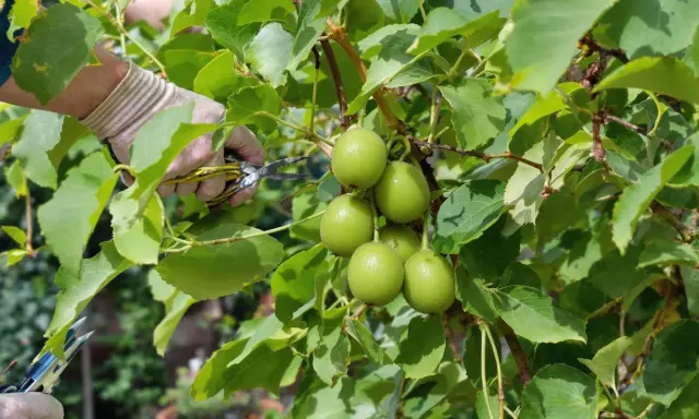 Main verte tenant des ciseaux pour la taille du kiwi en hiver, près de fruits verts sur une branche feuillue.
