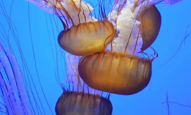 Meduse strane con ombrelli ambrati e lunghi tentacoli viola danzano in un blu profondo.