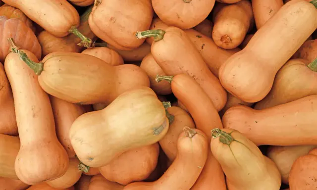 Gros plan sur des potimarrons et des courges butternut. Idéal pour savoir quand planter potimarron et butternut.