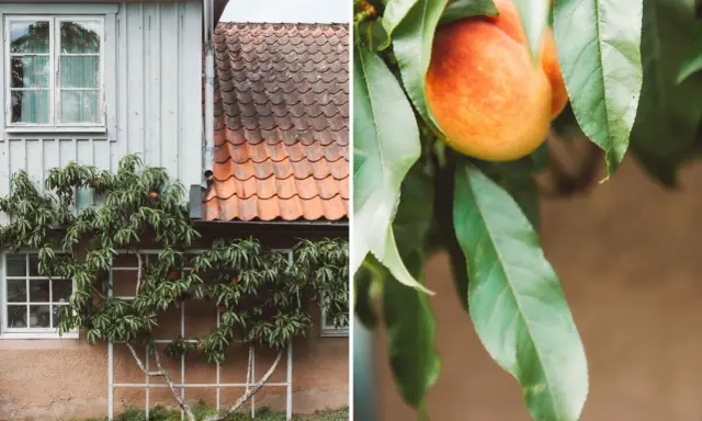 En persikoträd klättrar på en vägg vid ett hus, med mogna persikor som hänger bland bladen. Krussjuka persika kan drabba trädet, men här ser det ut att frodas.