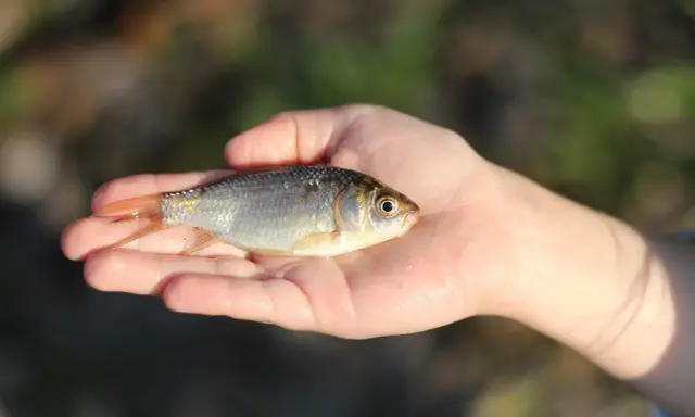 Mały karaś w dłoni, być może najlepsza przynęta na karasia.