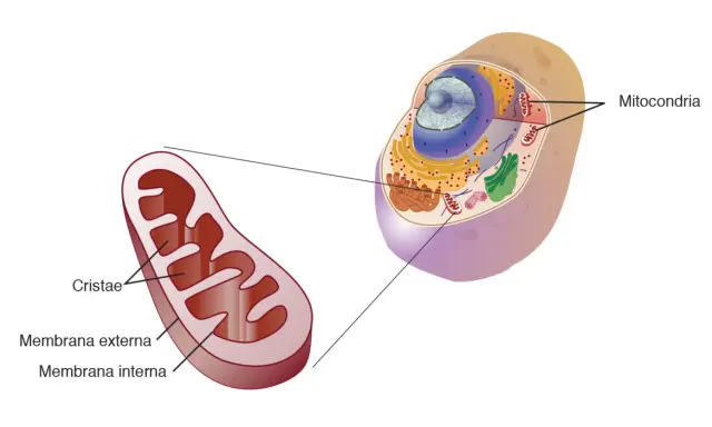 Detalle de una mitocondria, organelo vital en la célula animal, mostrando sus membranas y cristas.