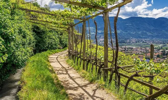 Sentiero nel vigneto, con pergolato e vista sulla valle. Un'oasi di pace lungo l'algunder waalweg.