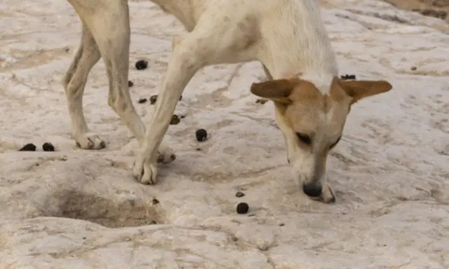 Un chien blanc et brun renifle le sol rocailleux, entouré de crottes. Il cherche peut-être une explication au mystère : pourquoi mon chien mange les crottes de chat ?