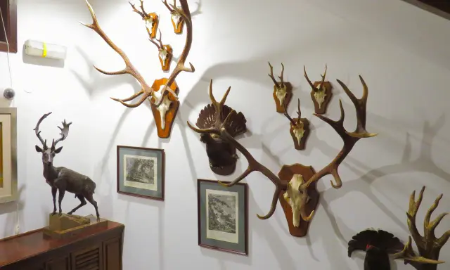 Muzeum Łowiectwa i Jeździectwa Warszawa: Darmowy piątek, co zwiedzić?