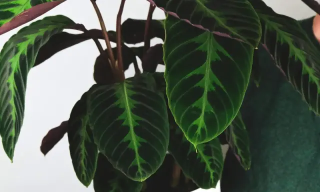 Calathea warscewiczii z ciemnozielonymi liśćmi i jaśniejszymi, zielonymi wzorami. Spód liści jest bordowy.