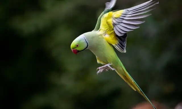 Parrocchetto monaco in volo, ali spiegate, piume gialle e verdi vivaci, un vero spettacolo di carattere.