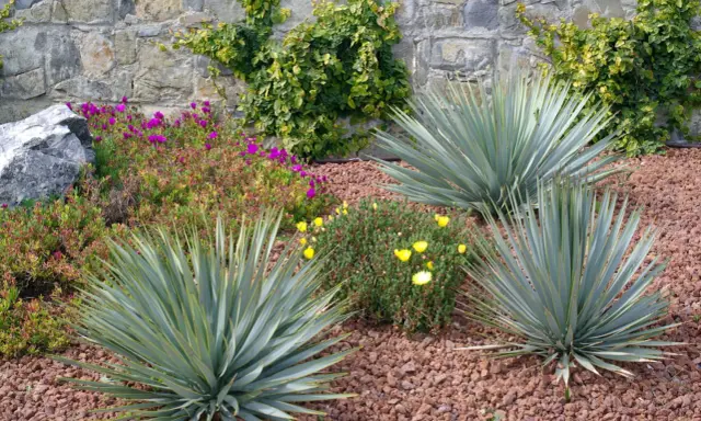 Jardin sec avec yuccas, fleurs violettes et jaunes, et mur de pierre. Une belle idée jardin sans pelouse.