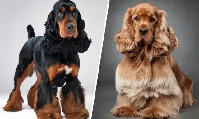 Un cocker anglais noir et feu et un cocker américain roux, deux races de chiens élégantes aux longues oreilles.