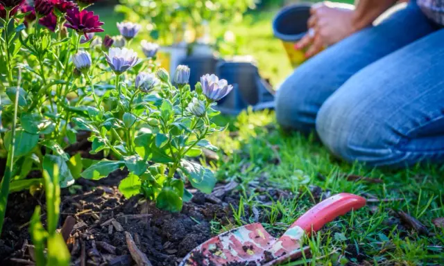 Gardener planting perennials in a sunny garden. A trowel lies in the soil next to blooming flowers.