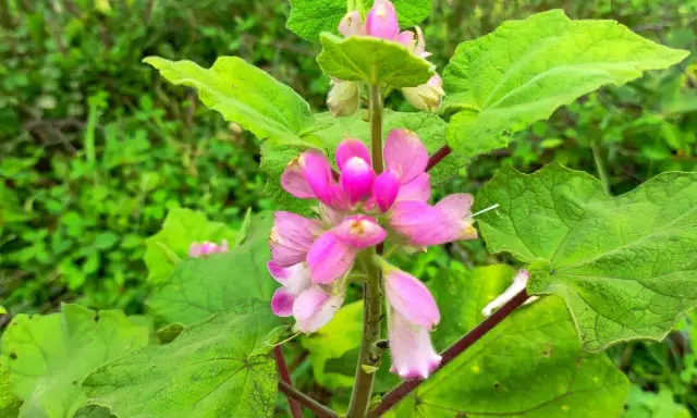 Fleurs roses d'harpagophytum, plante aux multiples bienfaits, sur fond de verdure luxuriante.