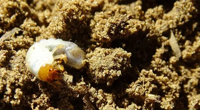 Un gros ver blanc, une larve de hanneton, se cache dans la terre meuble.