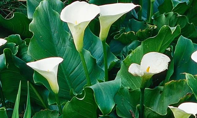 Arums en pot extérieur, leurs élégantes corolles blanches se dressent fièrement parmi de luxuriantes feuilles vertes.