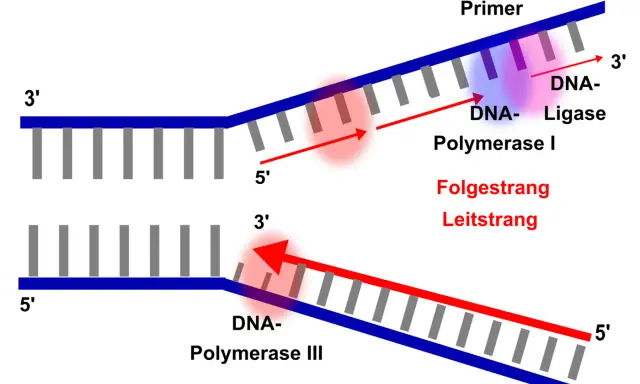 DNA-Polymerase I und III synthetisieren DNA-Stränge. DNA-Ligase verbindet Fragmente. Der Leitstrang wird kontinuierlich, der Folgestrang diskontinuierlich synthetisiert.