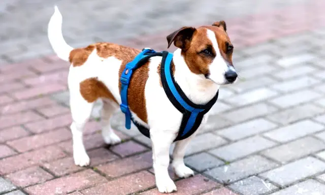 Jack Russell w niebieskich szelkach, gotowy na spacer. Proste wskazówki, jak założyć szelki dla psa, pomogą Ci szybko przygotować pupila.