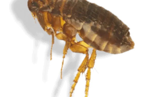 Gros plan d'une puce, un parasite tenace. Idéal pour illustrer un produit anti puce maison efficace.