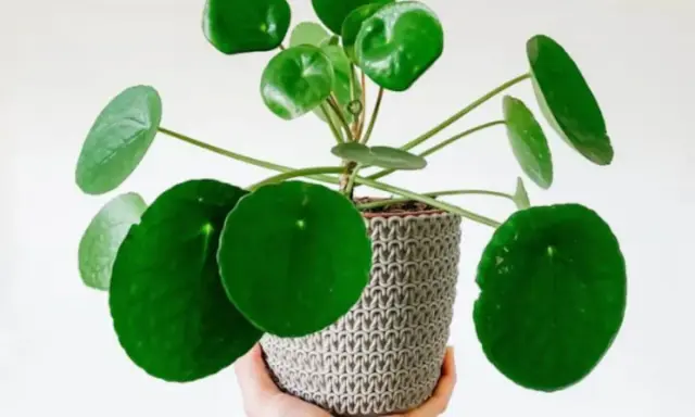 Una mano sostiene una planta de dinero con hojas redondas y verdes en una maceta tejida. Ideal para saber donde colocar la planta del dinero.