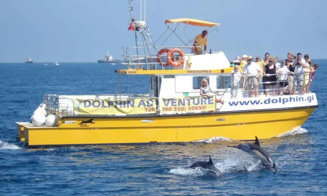 Gelbe Touristenboot "Dolphin Adventure" vor Gibraltar, Delfine springen aus dem Wasser.