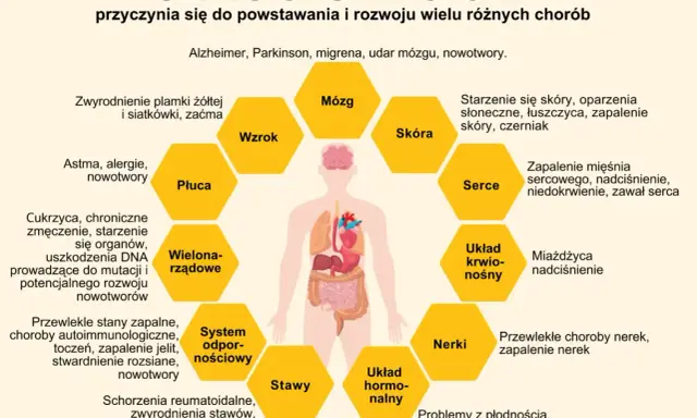 Stres oksydacyjny i wolne rodniki wpływają na mózg, wzrok, płuca, skórę, serce, układ krwionośny, nerki, stawy i układ hormonalny, prowadząc do chorób.