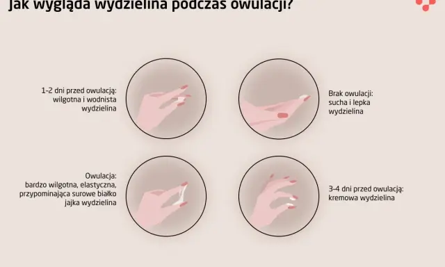 Ilustracja pokazuje zmiany wydzieliny podczas cyklu, wyjaśniając, co to owulacja i jak wygląda wydzielina w jej trakcie: wodnista, kremowa, a w szczycie elastyczna jak białko jaja.