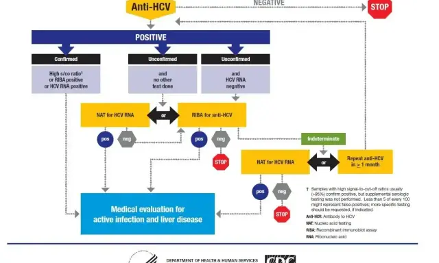 Schemat diagnostyki zakażenia HCV. Pokazuje, co to jest HCV i jak przebiega diagnostyka, od testu Anti-HCV do potwierdzenia lub wykluczenia infekcji.