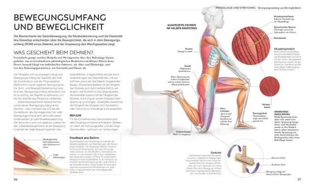 Anatomie der Bewegungsrichtungen: Muskelspindeln leiten Infos über Sinnesnerven weiter.