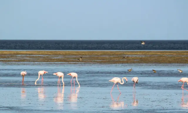 Różowe flamingi brodzą w płytkiej wodzie na wyspie Djerba, tworząc malowniczy widok.