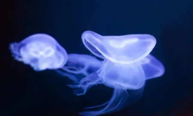 Tre meduse tropicali bioluminescenti fluttuano nell'oscurità, con i loro tentacoli trasparenti che si estendono.