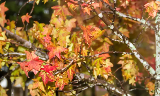 Feuilles de liquidambar aux teintes automnales, rouges et jaunes, mouillées par la pluie. Un inconvénient de cette beauté : les feuilles tombent.