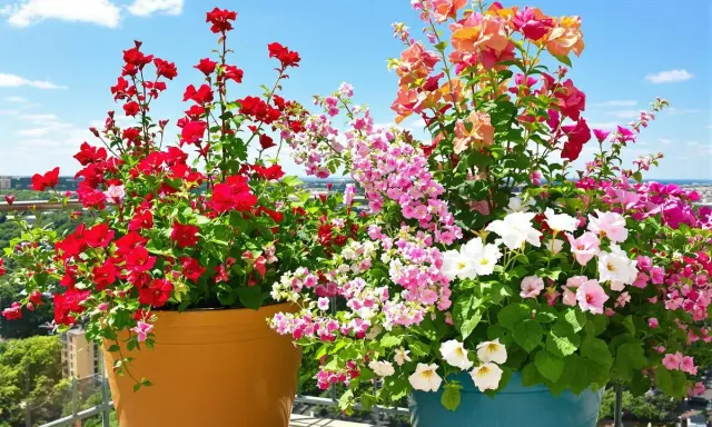 Deux grands pots débordent de fleurs d'été résistant à la sécheresse : des pétunias rouges vifs et un mélange de fleurs roses, blanches et corail.