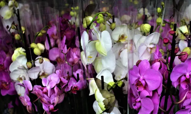 Wiele storczyków w odcieniach fioletu i bieli, niektóre z motylami. Piękna orchidea.