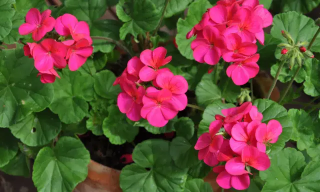 Färgglada rosa pelargoner i kruka, redo för omplantering. Gröna blad och knoppar syns också.