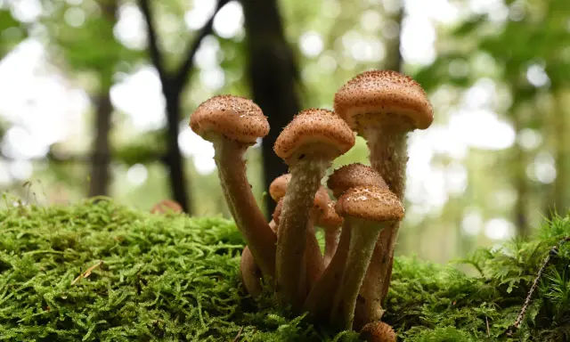 Ein Bündel Hallimasch Pilze wächst auf einem moosbewachsenen Baumstamm im Wald.