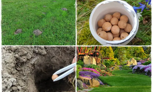 Kret na trawniku? Zobacz, jak pozbyć się kreta, stosując naturalne metody. Woreczek z kulkami i ogród pełen kwiatów.