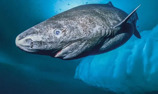 Squalo della Groenlandia, noto per la sua lunghissima vita media, nuota nelle fredde acque artiche vicino a un iceberg.