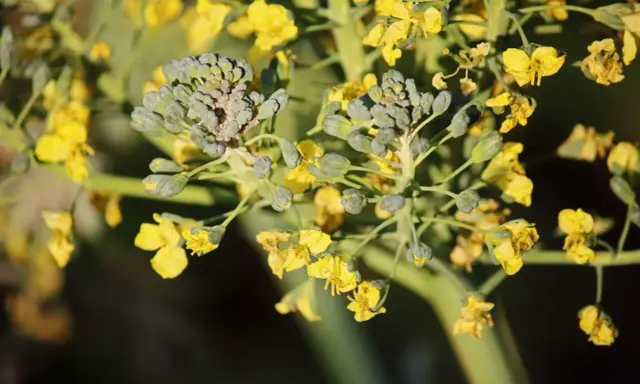 Broccoli blooms with bright yellow flowers, showing that even vegetables can bloom beautifully.