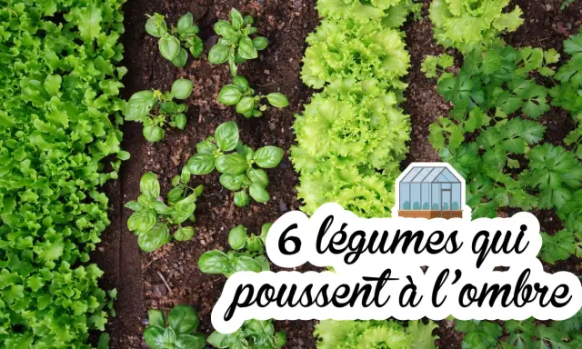 Un potager luxuriant avec des rangées de laitues, de basilic et de persil. Ces légumes mi-ombre prospèrent dans un sol fertile, prêts à être récoltés.