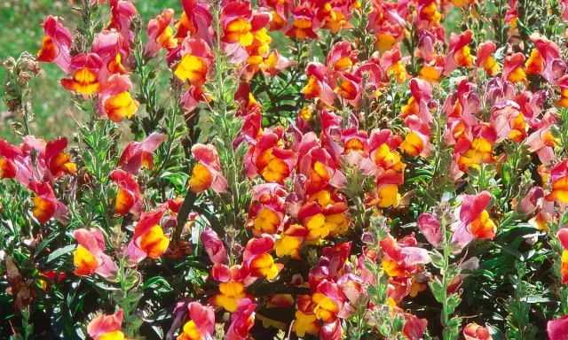 Un parterre de muflier fleur aux teintes vives de rose et de jaune, formant un tapis coloré et joyeux.