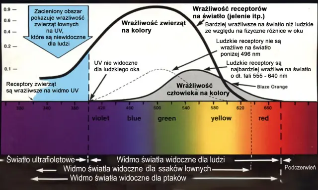 Jak koń widzi kolory? Czerwień to szarość!