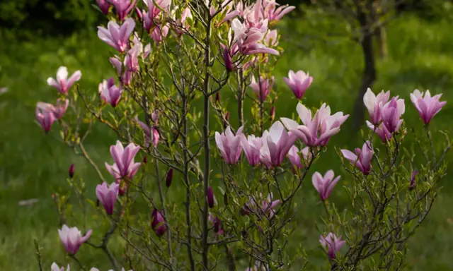 Kwitnąca magnolia, z różowymi kwiatami i pąkami, pokazuje, jak szybko rośnie magnolia.