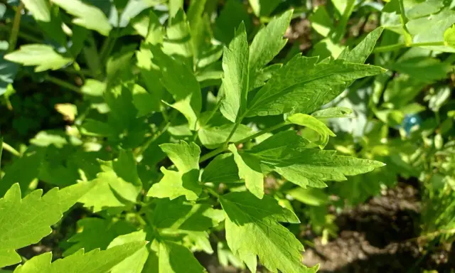 Zielone liście lubczyku w słońcu. Zastanawiasz się, czy lubczyk można mrozić? Tak, można go mrozić, by zachować jego aromat na dłużej.