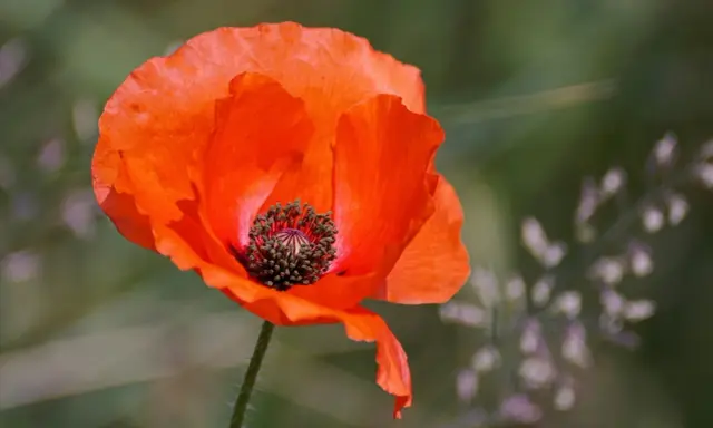 Un coquelicot rouge vif, symbole de l'été. Idéal pour savoir quand semer les coquelicots et profiter de leur beauté éphémère.