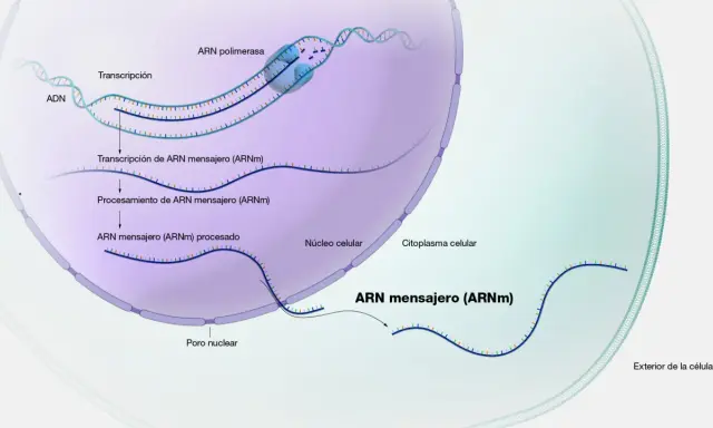 Proceso de transcripción del ADN a ARN mensajero (ARNm) dentro del núcleo celular, seguido de su procesamiento y salida al citoplasma.