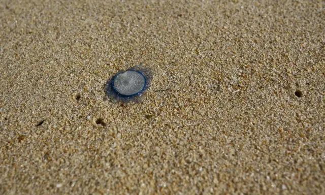 Una piccola medusa occhio blu, con un disegno a spirale, giace sulla sabbia dorata della spiaggia.