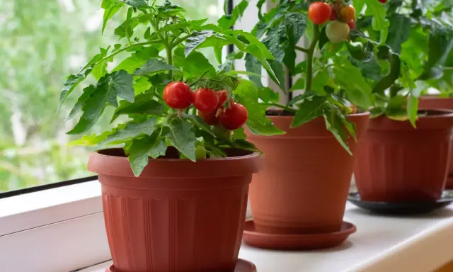 Plusieurs plants de tomate cerise en pot, prêts à être récoltés, poussent sur un rebord de fenêtre.