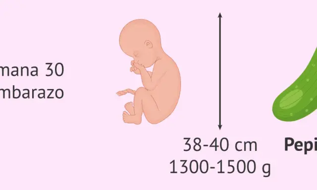 Bebé en semana 30 de embarazo, con tamaño similar a un pepino, mide 38-40 cm y pesa 1300-1500 g.