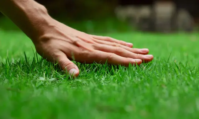 A hand gently touches lush, green grass, perhaps after a refreshing morning water.