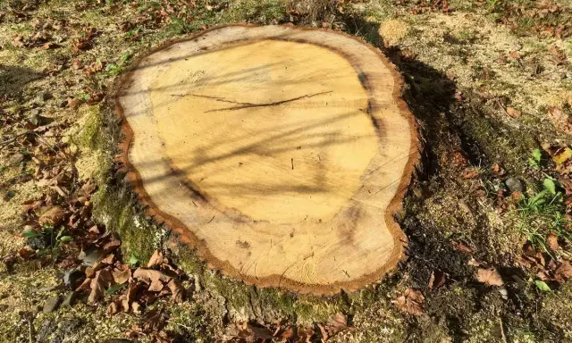 Gros plan sur une souche fraîchement coupée, entourée de feuilles mortes et de sciure. Le bois clair montre les cernes de croissance, prêt à faire pourrir une souche.