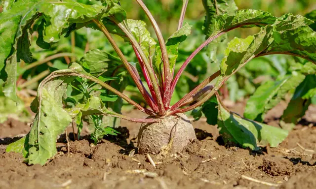 Une betterave rouge, prête à être déterrée, se dresse fièrement dans la terre. Les feuilles vertes et les tiges pourpres annoncent le bon moment quand ramasser les betteraves.